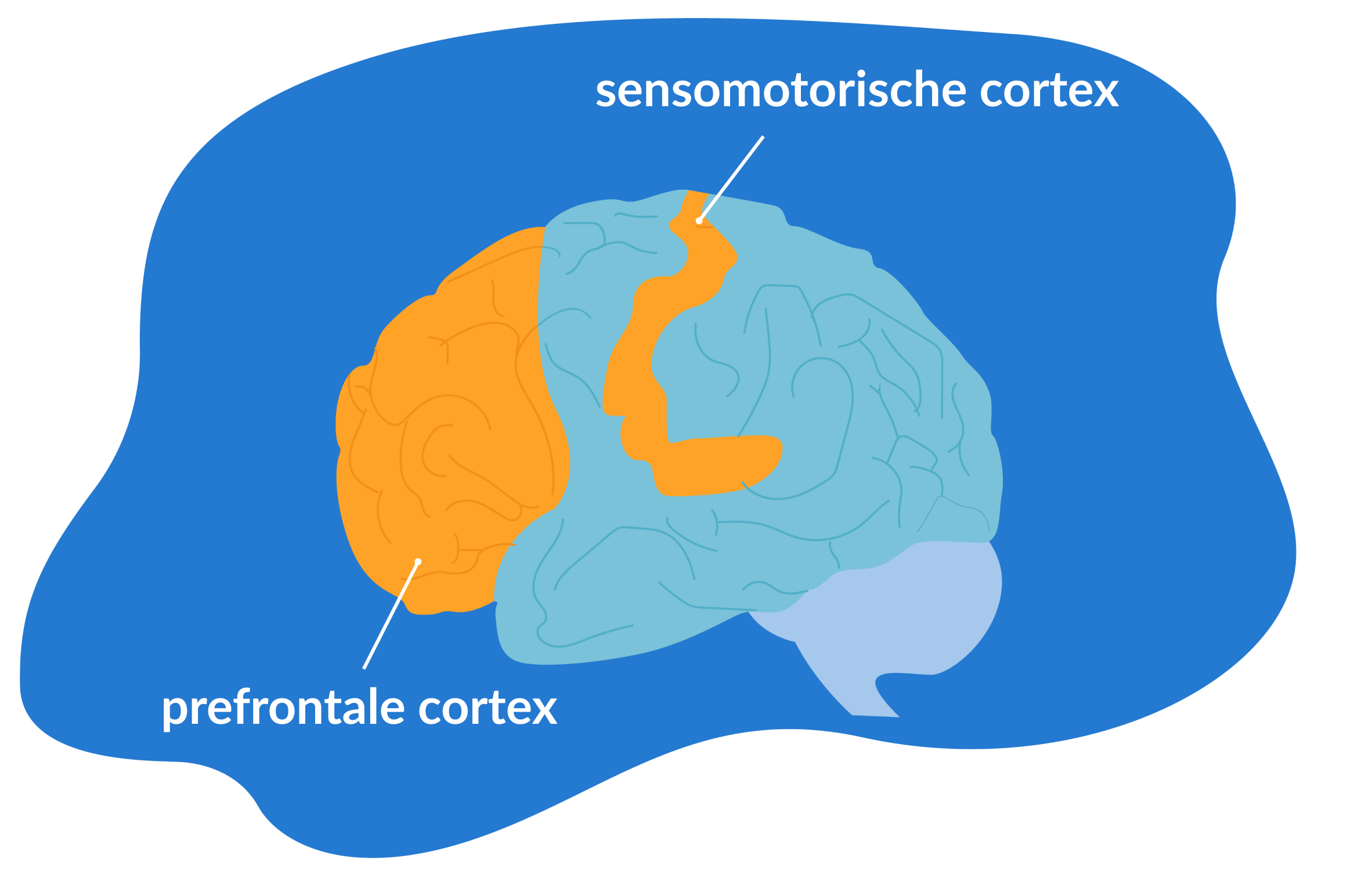 Bepaalde hersengebieden zijn tijdens lucide dromen erg actief